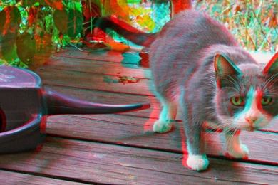Cats Anaglyph 3d Wallpapers
