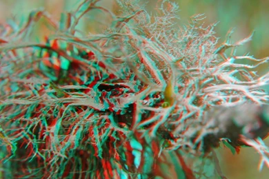 Anaglyph Cars Glasses Nature Wallpapers