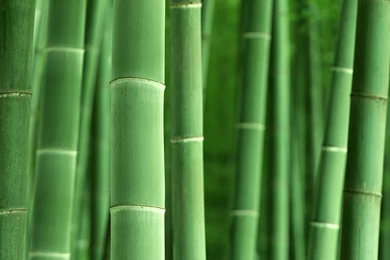 Bamboo Desktop Wallpapers