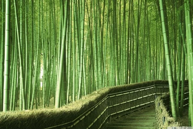 Bamboo Forest Backgrounds HD Desktop Wallpapers : High Definition ...