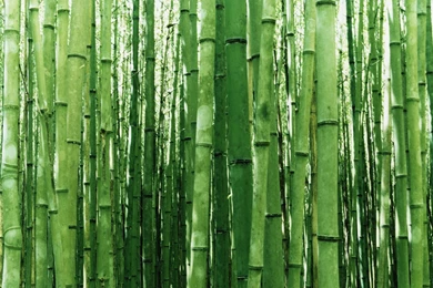 Bamboo Wallpapers   141832