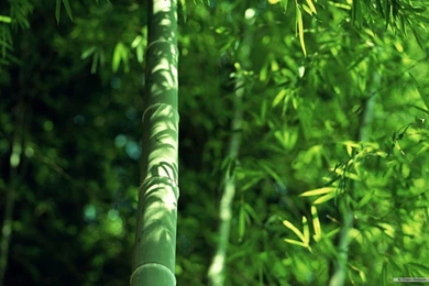 Free Wallpapers   Free Nature Wallpapers   Bamboo Forest Wallpapers ...