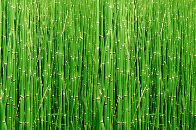 Bamboo Wallpaper_hd Wallpaper_download Free Wallpapers