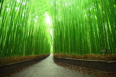 Bamboo Forest Wallpapers HD Desktop Backgrounds.jpg