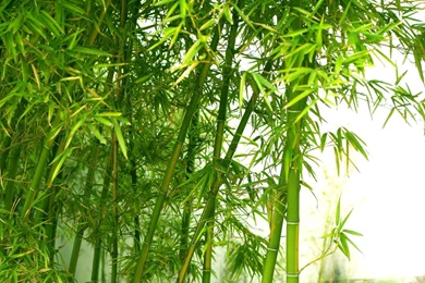 Bamboo Wallpapers And Pictures With Bamboo