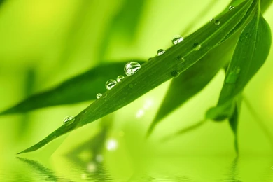 HDscreen: Fresh Dew On Bamboo Leaves Tree Green Desktop Bakcgrounds