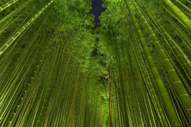 Bamboo Forest Night   Wallpaper.