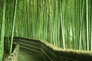 Bamboo Wallpapers