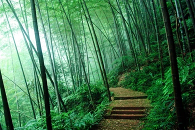 Wallpapers: Bamboo Forest Wallpapers