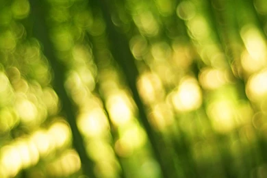 Dual Wide Bamboo Wallpapers HD, Desktop Backgrounds 3840x1200