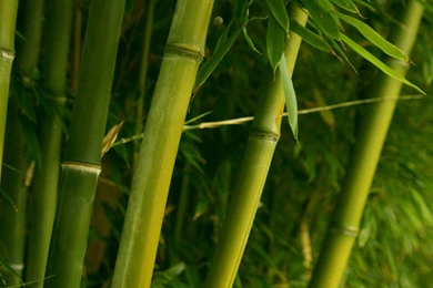4K Ultra HD Bamboo Wallpapers HD, Desktop Backgrounds 3840x2160 ...