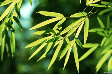 Free Wallpapers   Free Nature Wallpapers   Bamboo Forest Wallpapers ...