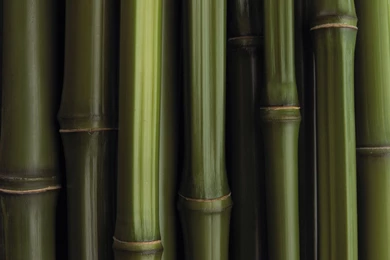 Wallpapers: Bamboo Wallpapers