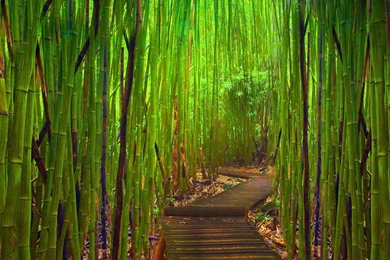 Bamboo hd wallpaper_1.jpg