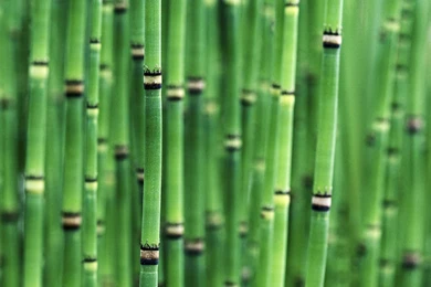 Wallpapers: Bamboo Wallpapers