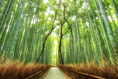 Beautiful Bamboo Forest Japan HD Desktop Mobile Wallpaper Backgrounds