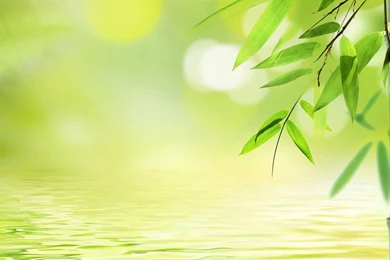 Clean Water Bamboo Leaves Photography Wallpapers Plant Desktop ...