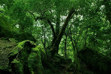 1920x1080 Green Forest Vegetation Desktop PC And Mac Wallpapers