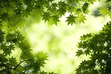 Green 1920x1080 Wallpapers, 1920x1080 Wallpapers & Pictures Free ...