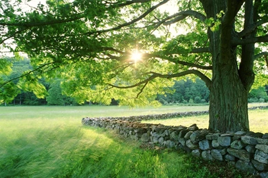 Green Forest 1920x1080 Wallpapers, 1920x1080 Wallpapers & Pictures ...