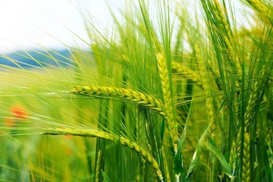 1920x1080 Green Wheat Wallpapers