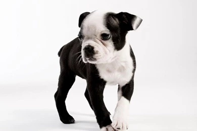 Boston terrier puppy wallpaper.jpg