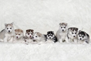 Download Husky Puppy Wallpapers Widescreen