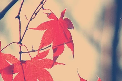 iPhone 5 Nature Wallpapers