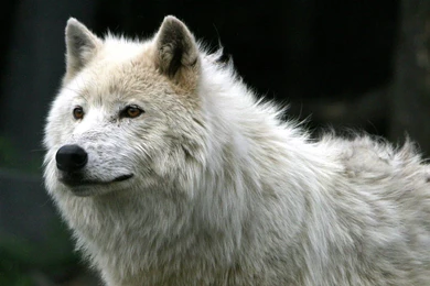 Hd wallpapers beautiful white wolves wolf desktop wallpaper 1920x1200 wallpaper.jpg