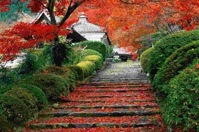 Best Mobile iPhone Wallpapers & Backgrounds With Nature