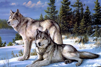 Pair Of Wolves In The Snow 1229370 Wallpapers   (