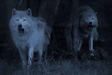 Wolf Desktop Wallpapers   , New Wallpapers, New Wallpapers