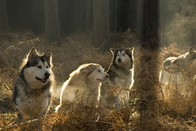 Wallpapers Of Wolves