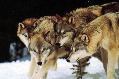 Pictures Of Wolves Wallpapers HD Wide