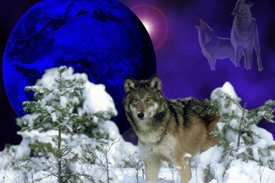 Winter Wolf   Wolves Wallpapers (175865)   Fanpop