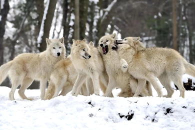 Pack Of Wolves Wallpapers