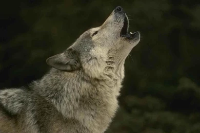 Pictures s of wolves howling hd wallpaper.jpg