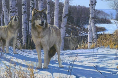 Gathering Of Wolves HD Desktop Wallpapers : Widescreen : High ...