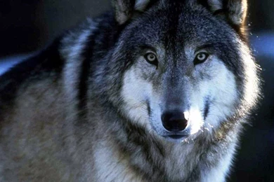 Amazing Set Of Wolves Wallpapers Set   1 AbhinavRocks   Photo 34 ...