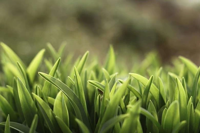 Hd wallpaper of grass.jpg