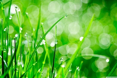 Water Drops On Grass HD Desktop Wallpapers : High Definition ...
