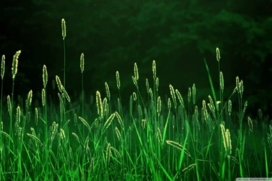 Green Grass HD Desktop Wallpapers : High Definition : Fullscreen ...