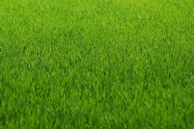 Grass