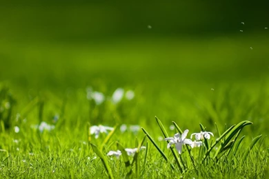 Summer flowers in the grass wallpaper 1.jpg