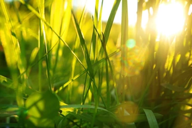 Hd Grass Wallpapers 172495