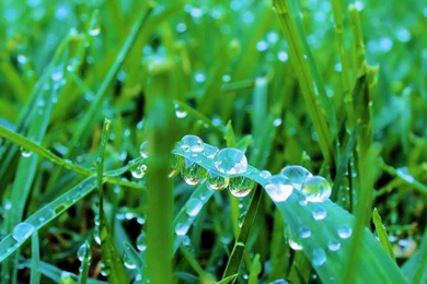 Green Grass HD Wallpapers