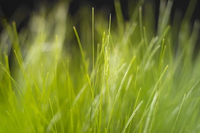 430 Grass HD Wallpapers