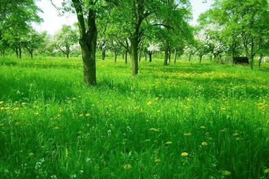 Top 41 Most Beautiful And Most Dashing GRASS Wallpapers In HD ...