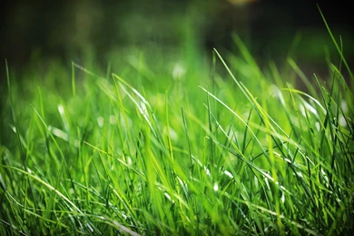 Green Grass Desktop Wallpapers   , New Wallpapers, New Wallpapers