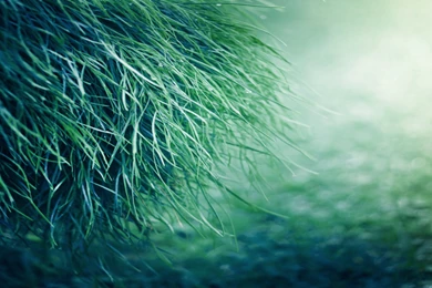 Pure Grass Wallpapers